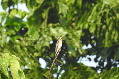 Muscicapa griseisticta