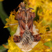Phymata fasciata - Photo (c) Judy Gallagher,  זכויות יוצרים חלקיות (CC BY-SA), הועלה על ידי Judy Gallagher