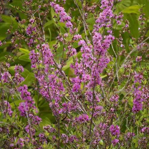Koehneria madagascariensis