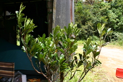 Orites megacarpus (Orites megacarpus)