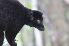 Blue-Eyed Black Lemur photo 5