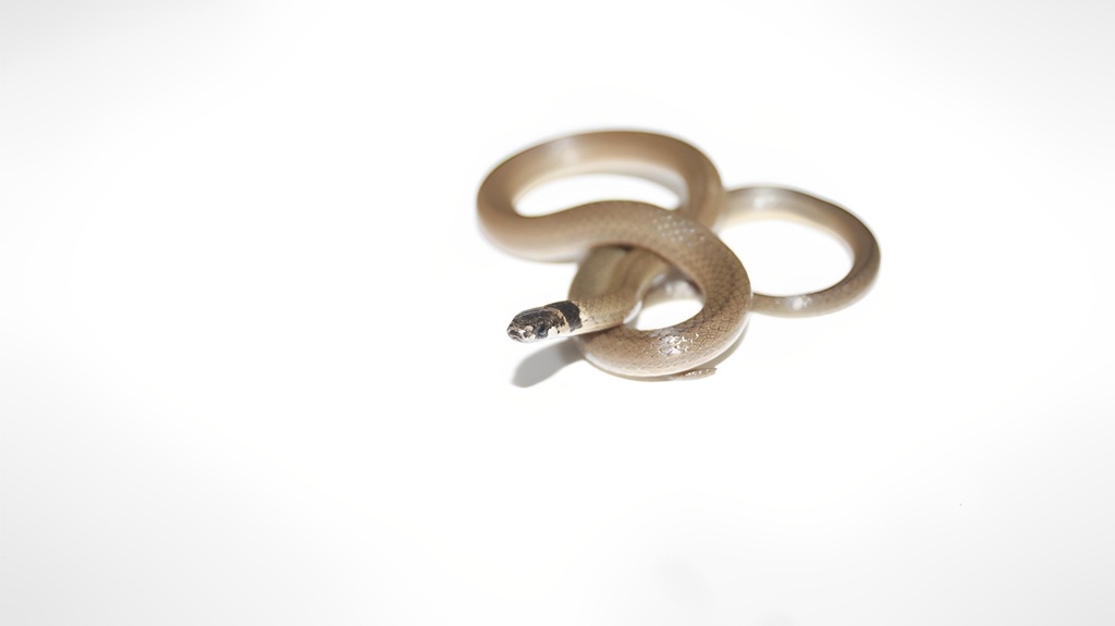 Black-headed Snake