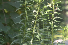 Solidago canadensis hargeri
