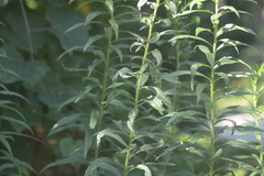 Solidago canadensis hargeri