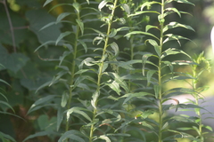 Solidago canadensis hargeri