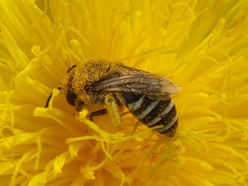 Bare-saddled Colletes