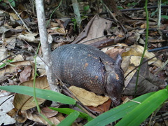 Dasypus septemcinctus septemcinctus