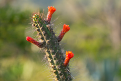 Borzicactus sepium