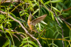 Myrtis fanny