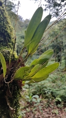 Stelis platystylis