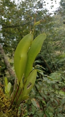 Stelis platystylis