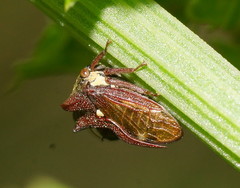 Pogonella minutus