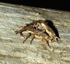 Ulocerus mexicanus
