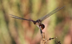 Tramea insularis