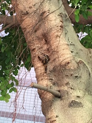 Polistes sagittarius