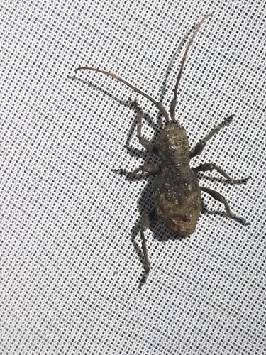 Haplotrinchus Inaequalis (Phrynidius inaequalis)