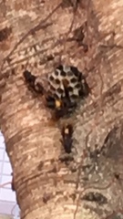 Polistes sagittarius