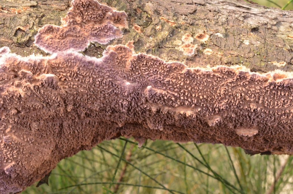Pseudolagarobasidium