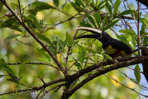 Pteroglossus aracari