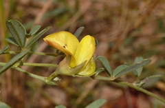 Crotalaria rhodesiae image
