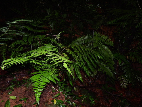 Dennstaedtia obtusifolia observed 2023-03-05