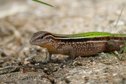 Kentropyx striata