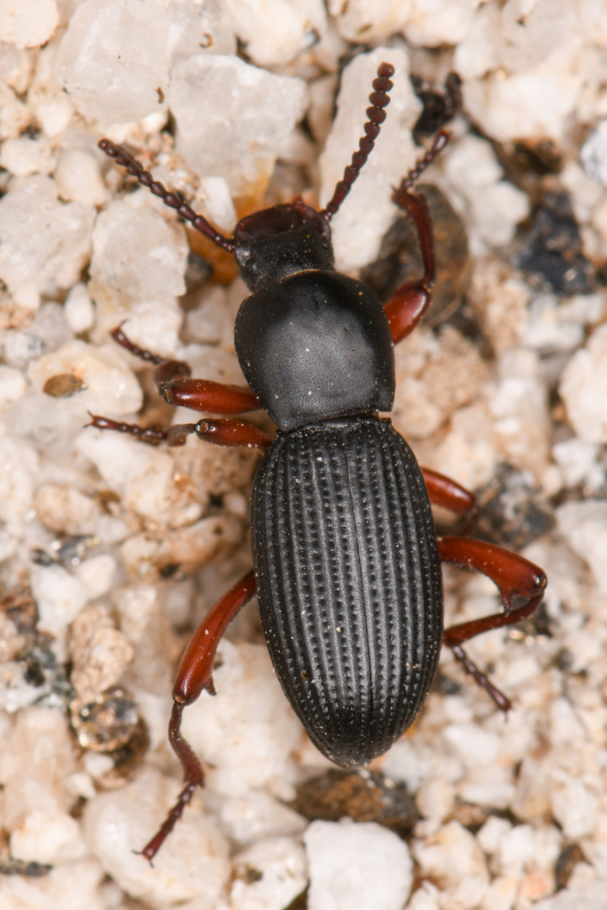 Argoporis