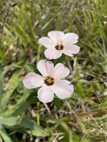 Piriqueta suborbicularis