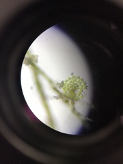 Pediastrum