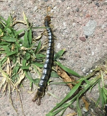 Scolopendra polymorpha