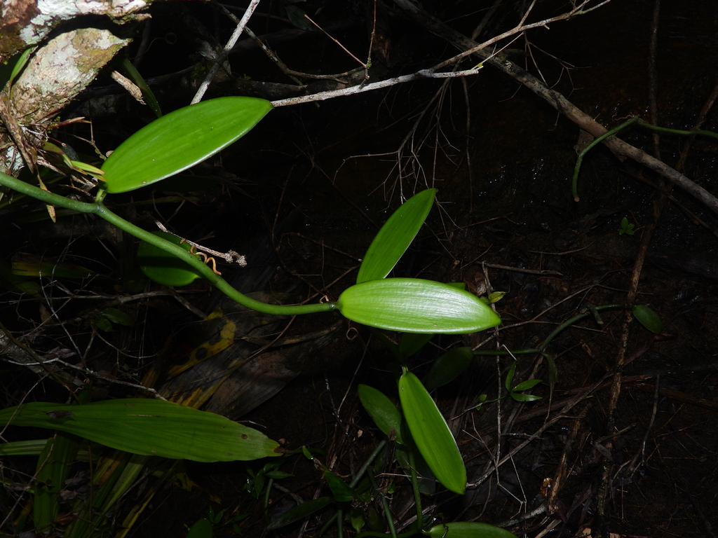 Vanilla planifolia