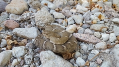 Crotalus willardi obscurus