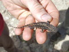 Sceloporus lemosespinali