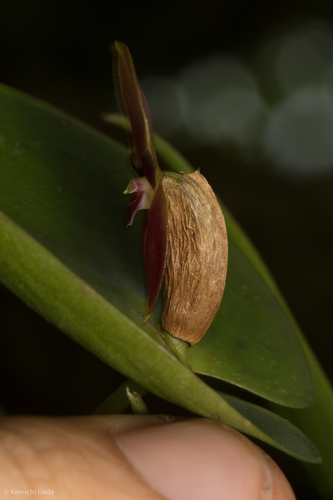 Pleurothallis phyllocardia, photograph 4