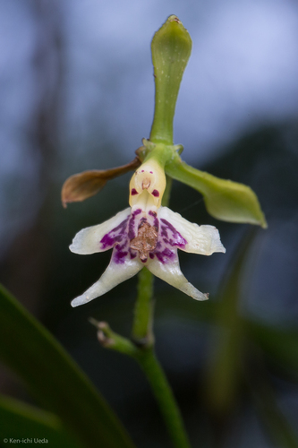 Piliferum Orchid
