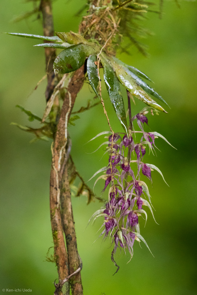 Macroclinium