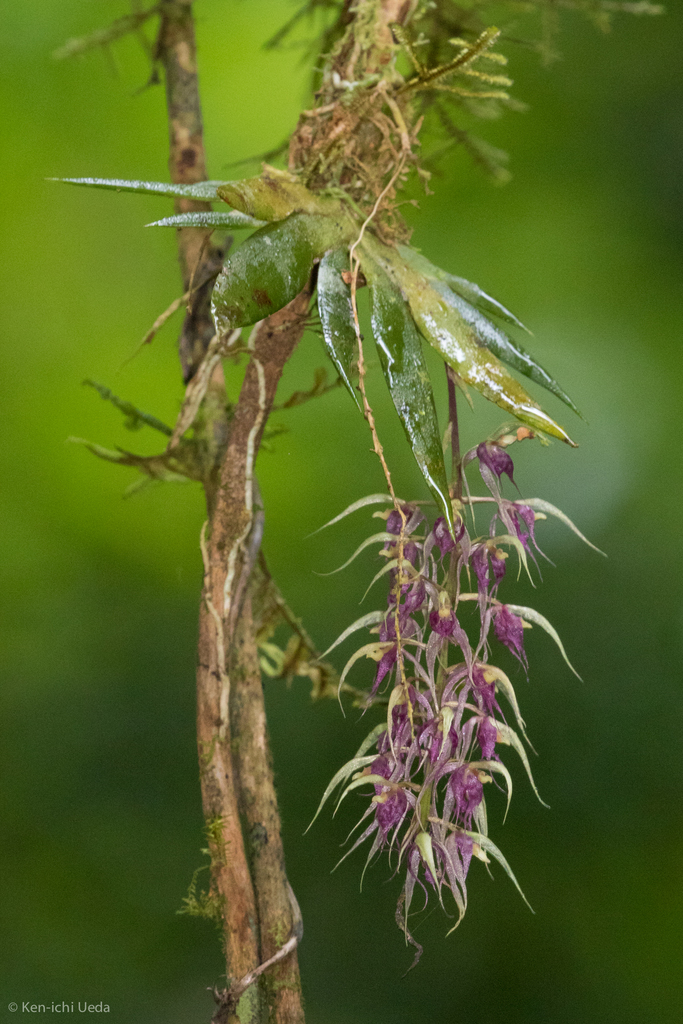 Macroclinium ramonense
