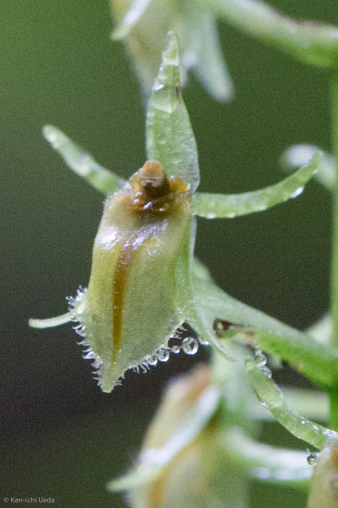Crossoglossa fratrum