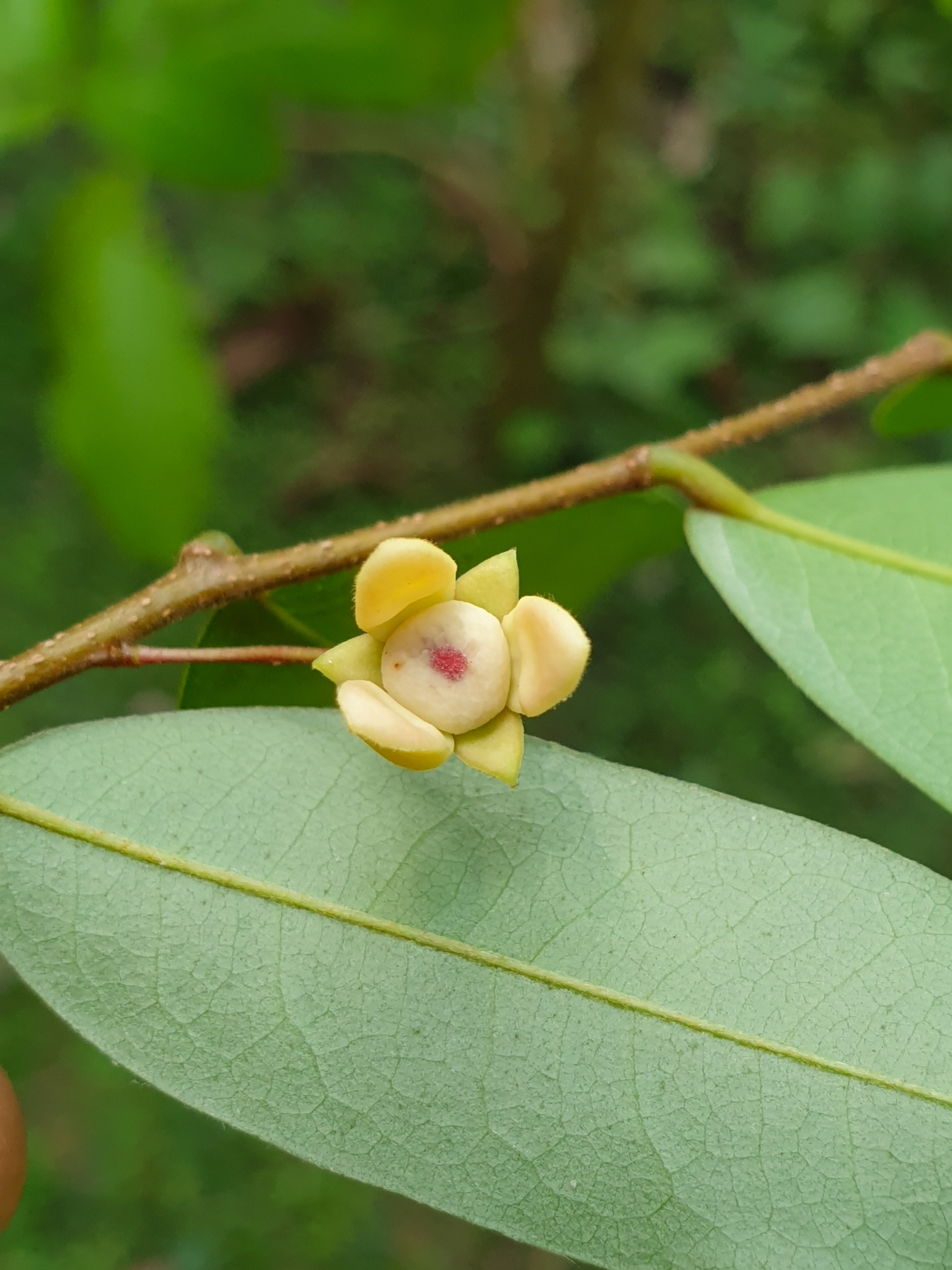 Corky Debbar Tree (Polyalthia suberosa)