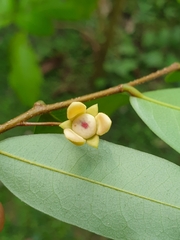 Polyalthia suberosa, photograph (c) Aravinth, some rights reserved (CC BY)