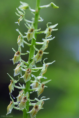 Malaxideae