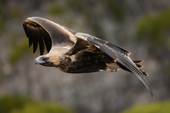 Wedge-Tailed Eagle photo 4
