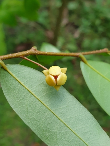 Polyalthia suberosa, photograph 2