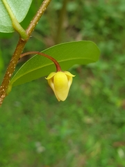 Polyalthia suberosa, photograph (c) Aravinth, some rights reserved (CC BY)