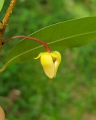 Polyalthia suberosa, photograph (c) Aravinth, some rights reserved (CC BY)