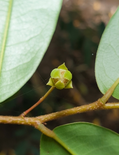 Polyalthia suberosa, photograph 5