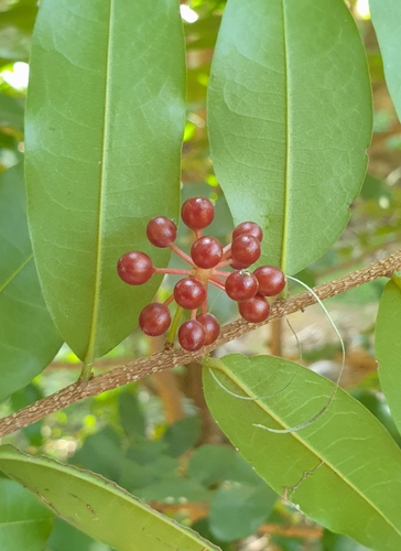 Polyalthia suberosa, photograph 6