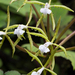 Epidendrum lacustre - Photo (c) Ken-ichi Ueda, algunos derechos reservados (CC BY), uploaded by Ken-ichi Ueda