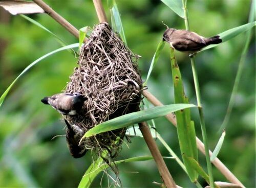Bronze Mannikin (Spermestes cucullata), photo 10