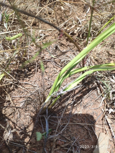 Drimia multisetosa